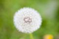 IMG_3228 dandelion